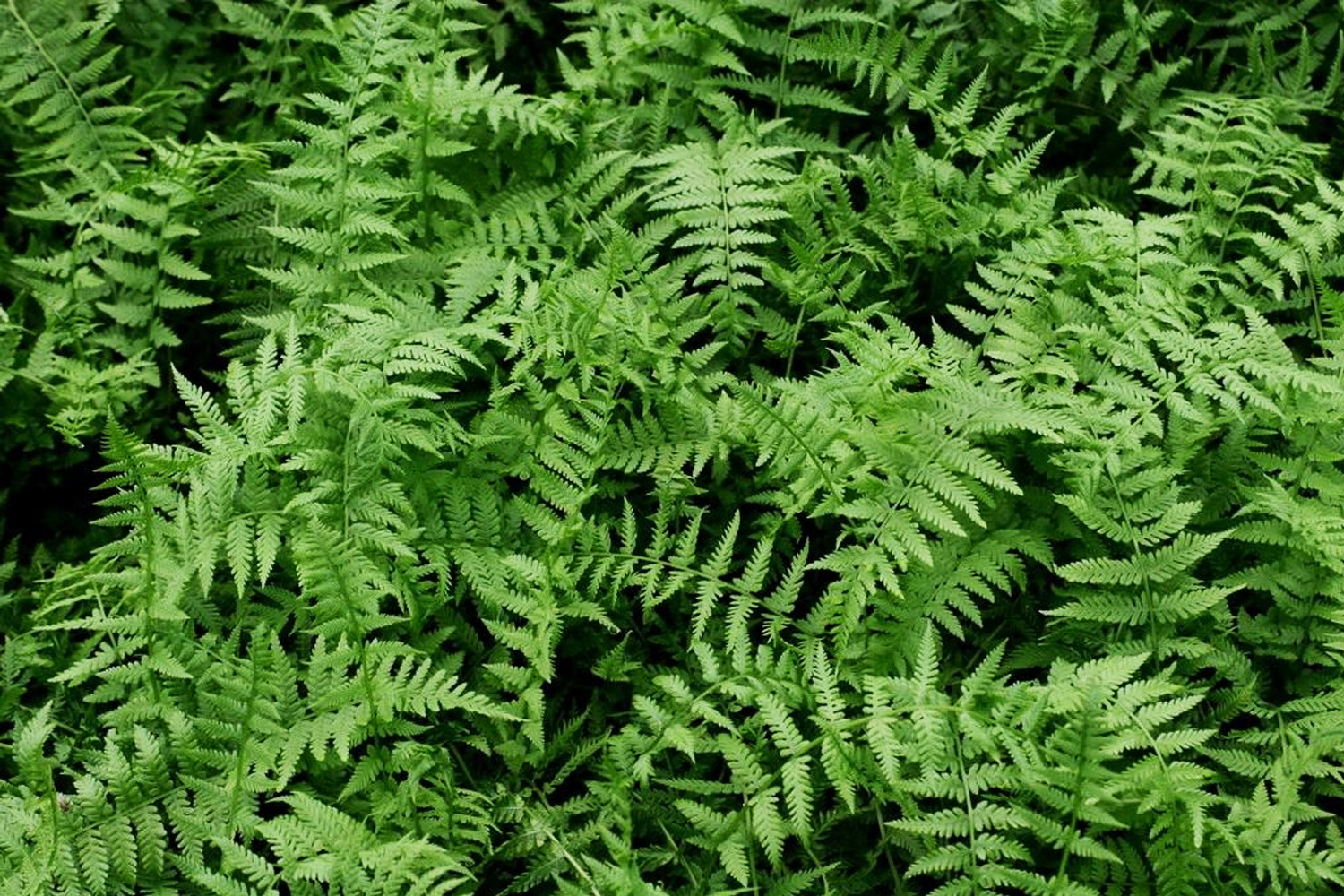 Lady Fern Suffolk Hydroseeding.com Long Island